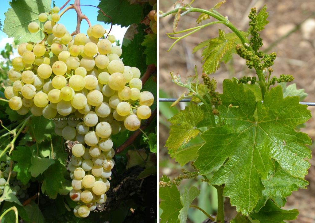 Savatiano - Weintraube und Blatt