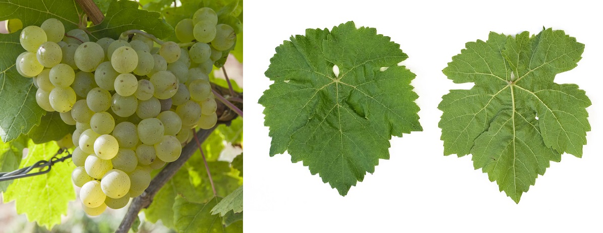 Scheurebe (Sämling 88) - Weintraube und Blatt