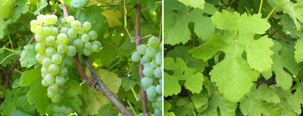 Semidano - Weintrauben und Blatt