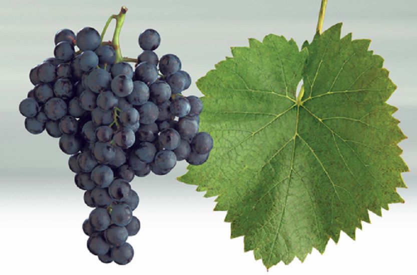 Sevar - Weintraube und Blatt
