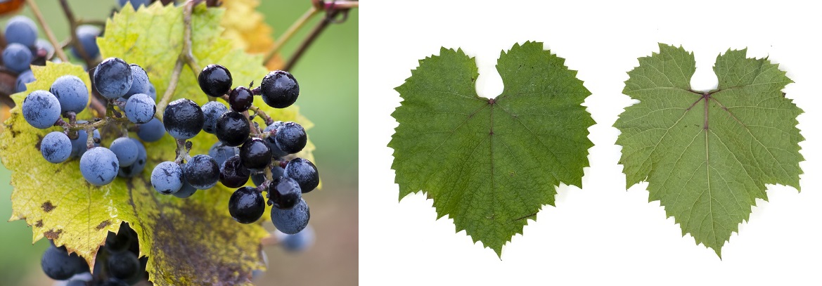 Severny - Weintraube und Blatt