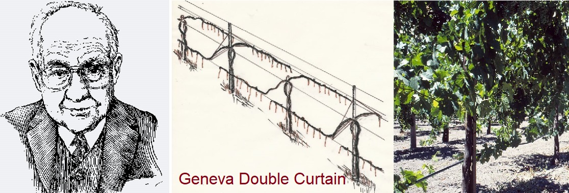 Shaulis Nelson - Porträt und Geneva Double Curtain