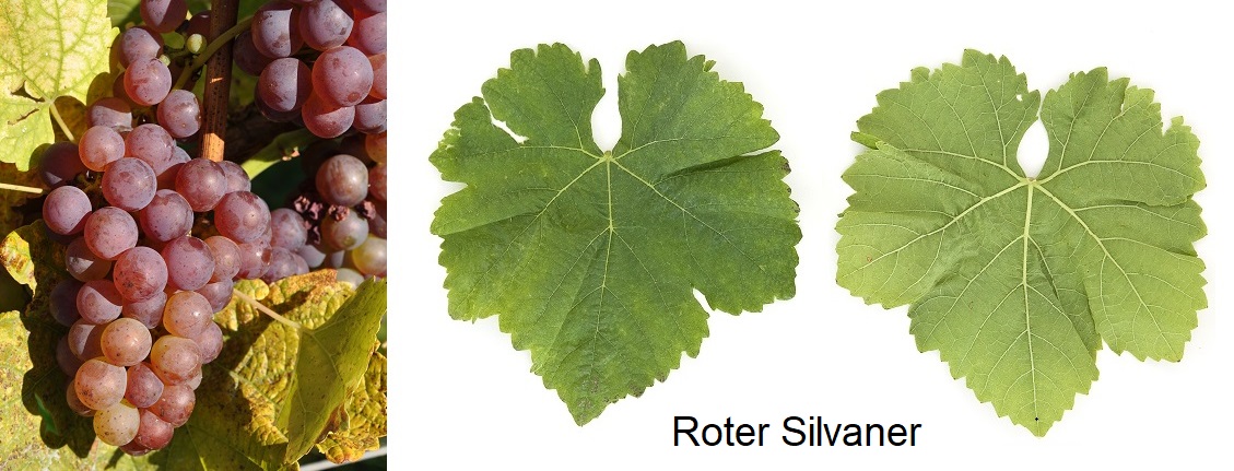 Silvaner - Roter Silvaner, Weintraube und Blatt