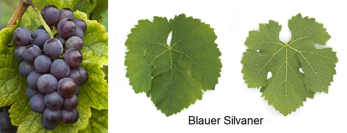 Silvaner - Blauer Silvaner, Weintraube und Blatt