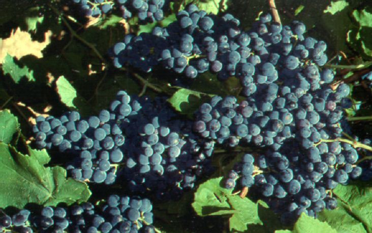 Tarrango - Weintrauben im Weingarten