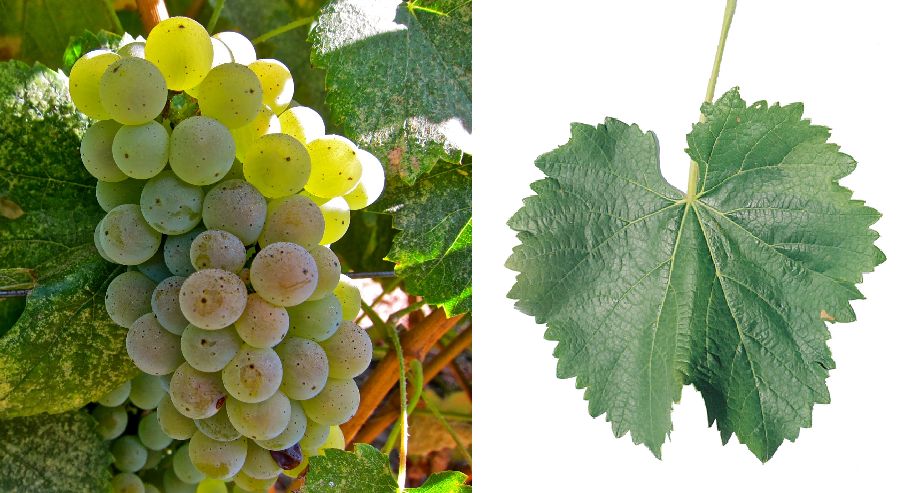 Trajadura - Weintraube und Blatt
