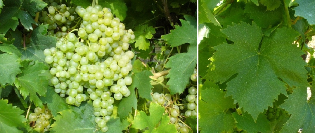 Trebbiano d’Abruzzo (Rebsorte) - Weintraube und Blatt