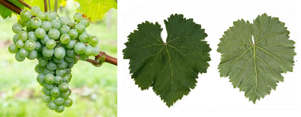 Tsolikouri - Weintraube und Blatt