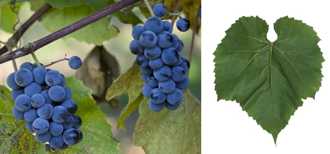 Vialla - Weintraube und Blatt