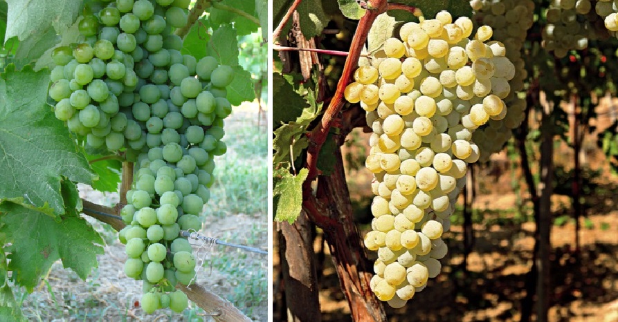 Vidiano - grüne Weintraube und reife Weintraube