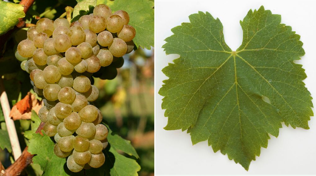 Viognier - Weintraube und Blatt