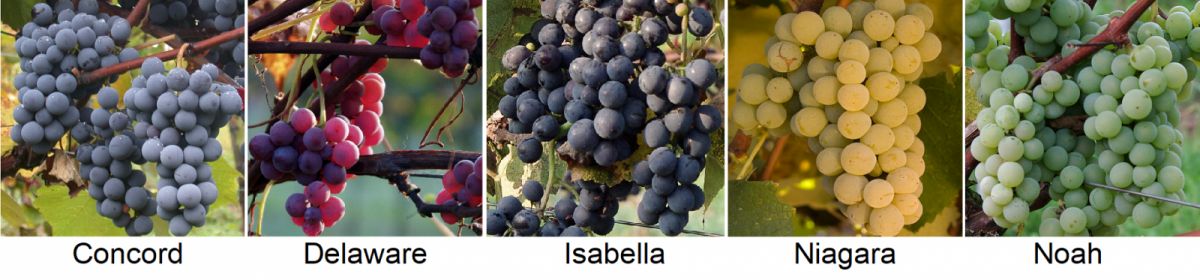 Vitis labrusca - Trauben von Concord, Delaware, Isabella, Niagara und Noah