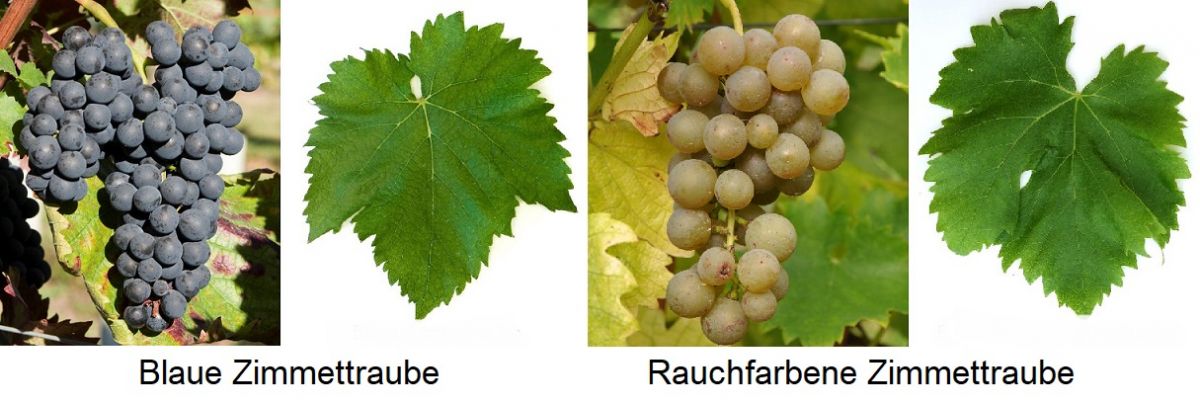 Zimmettraube - Blaue Zimmettraube und Rauchfarbene Zimmettraube - Weintrauben und Blätter